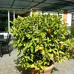 Couette-café Dei Pini 3*