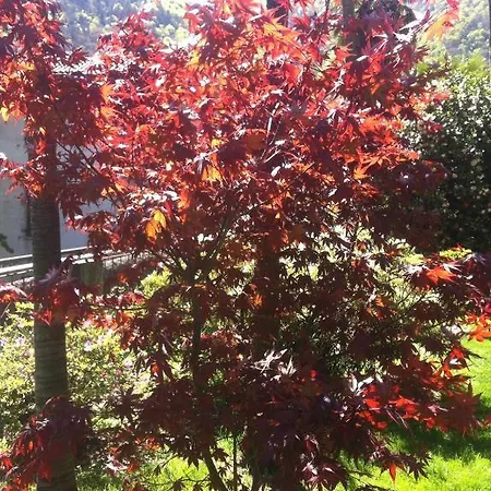 Bed & Breakfast Dei Pini Cannobio