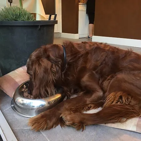 Dei Pini 3* 카노비오