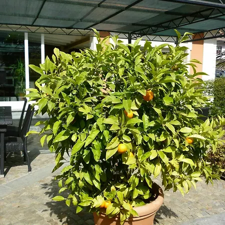 Bed and Breakfast Dei Pini 3*