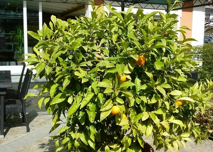 Frühstückspension Dei Pini 3*